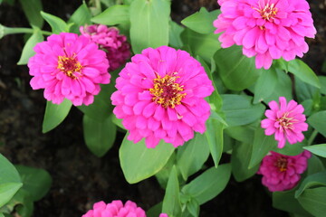 Fototapeta premium pink flowers