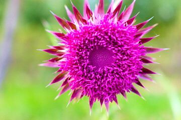 close up of a purple flower