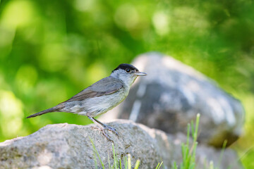 Eurasian blackcap (Sylvia atricapilla) sitting on a rock in spring.