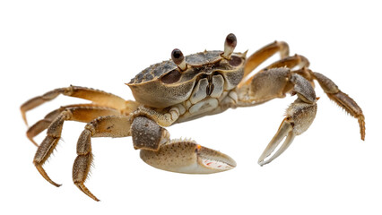 crab on white background