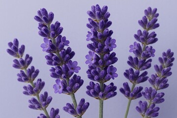 Obraz premium Purple Lavender Flowers on Soft Background – Close-Up Nature Photography