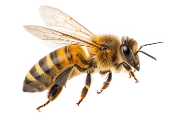 Close up of a honey bee in flight isolated on transparent background