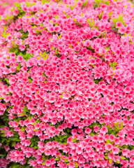 Obraz premium Colorful azalea bushes with pink and white blossoms blooming in a landscaped spring garden.