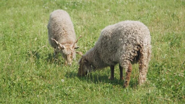 Two fluffy Racka sheep grazing on lush green grass in a sunny meadow, showcasing their thick wool coats and peaceful nature, representing rural life and the beauty of pastoral landscapes