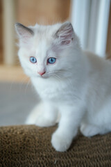 2 months old, ragdoll kitten on the cat scratching board, domestic cat