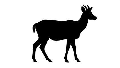 Obraz premium silhouette of a deer