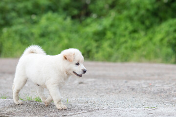 A white puppy is walking on the country road during the day