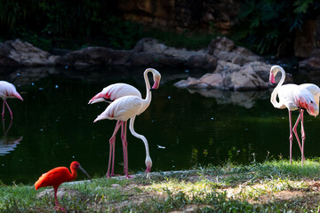 flamingos in the zoo