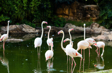 flamingos in the zoo