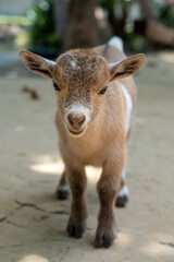 Fototapeta premium Brown kid, a baby goat standing on the floor