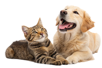 Friendly golden retriever dog and tabby cat posing together isolated on transparent background