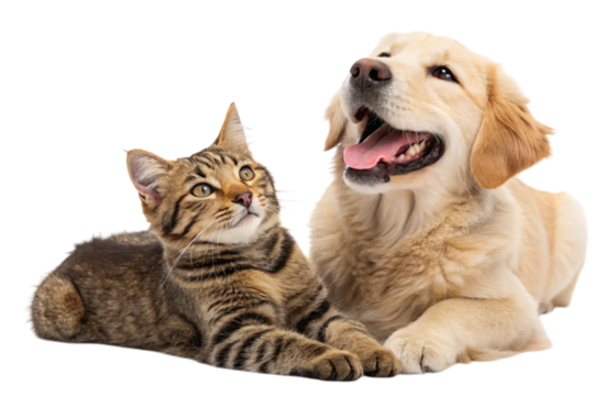 Friendly golden retriever dog and tabby cat posing together isolated on transparent background
