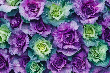 Obraz premium Vibrant display of purple and green ornamental cabbages arranged in a beautiful pattern, showcasing their intricate textures and natural beauty in a lush garden setting