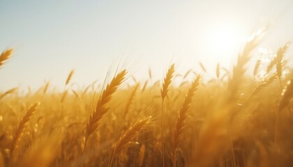 Golden hour illuminates a field of ripening grain under a clear sky, signifying abundance and the beauty of nature