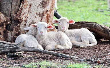 Naklejka premium Three Australian Merino Lambs sitting together under a tree on a Wheatbelt farm in winter