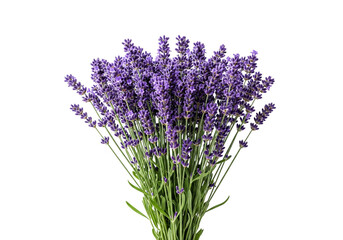 Obraz premium A beautiful bunch of fresh purple lavender flowers with green stems isolated on transparent background