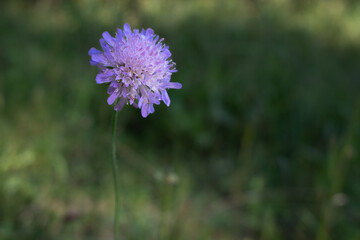 Close-up of a single purple wildflower blooming in a sunlit meadow. Blurred green background with natural bokeh. Minimalist composition highlighting delicate flower detail.