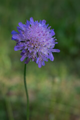 Close-up of a single purple wildflower blooming in a sunlit meadow. Blurred green background with natural bokeh. Minimalist composition highlighting delicate flower detail.