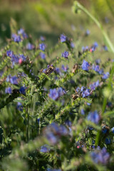 A bee collecting nectar on vibrant blue wildflowers in a summer meadow. Macro nature photography with shallow depth of field and natural sunlight.