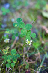 Close-up of green clover leaves and small white flowers growing in a natural meadow. Soft focus and natural light emphasize the simplicity and beauty of wild plants.