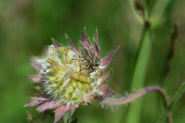 Dolycorys baccarum mimicry in nature beetle and its lookalike with a flower in a meadow