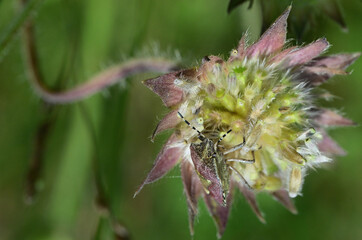 Dolycorys baccarum mimicry in nature beetle and its lookalike with a flower in a meadow