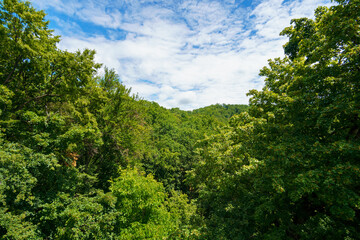 tree tops in green forest create a beautiful background with blue sky and white clouds