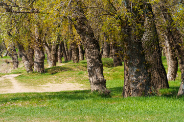 Fototapety na wymiar - Fototapeta24.pl