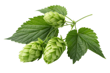 Fresh green hops plant with leaves isolated on transparent background
