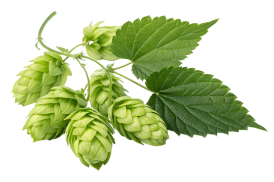 Fresh green hop cones and leaves isolated on transparent background