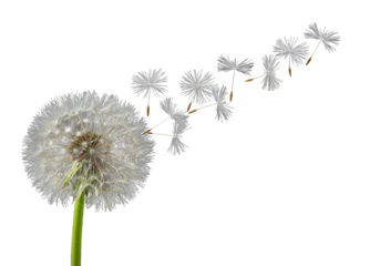 Close up of a dandelion seed head with seeds blowing away in the wind isolated on transparent background