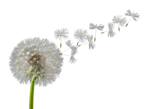 Close up of a dandelion seed head with seeds blowing away in the wind isolated on transparent background