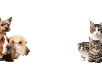 Collection of adorable puppies and kittens gathered together showcasing a variety of breeds isolated on transparent background