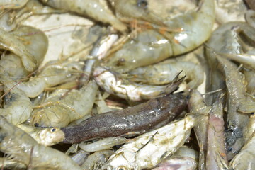 Bangladesh's freshwater fish are delicious, small, and have a variety of fish. They are delicious and nutritious to eat.