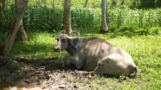 Bubalus bubalis Asian water buffalo farm Philippines Cebu agriculture farming domestic field area animal rest relax tropical climate. Village agricultural activity, plowing land, draft animal for