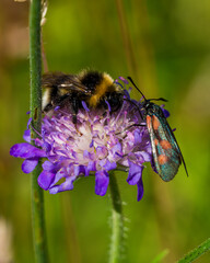 bee on a flower