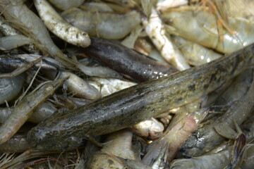 Bangladesh's freshwater fish are delicious, small, and have a variety of fish. They are delicious and nutritious to eat.
