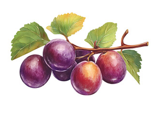  Burmese Grape