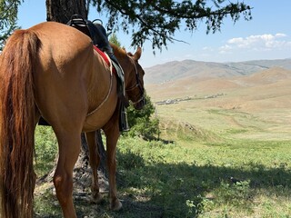 Saddled Mongolian horses and grazing cattle on the steppe near Ulaanbaatar, captured during a horse...