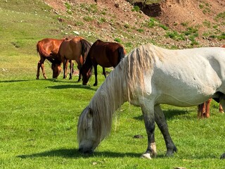 Saddled Mongolian horses and grazing cattle on the steppe near Ulaanbaatar, captured during a horse...