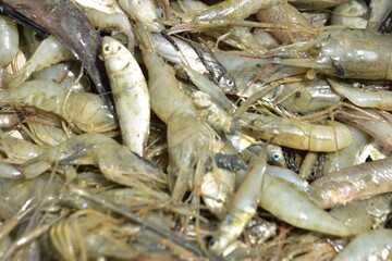 Freshwater Shrimp and Fish Catch Close-Up
