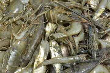 Variety of Small Freshwater Fish and Shrimp from Bangladesh