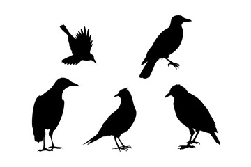 Fototapeta premium silhouettes of Crows 