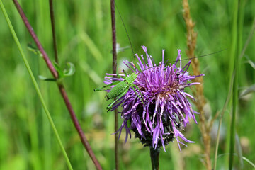 Young Great green bush-cricket climbing on the purple flower


