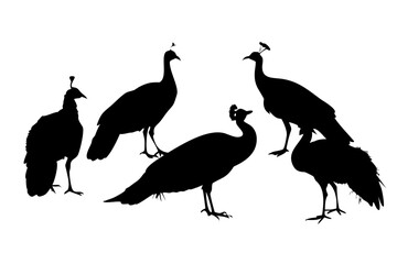 Fototapeta premium set of peacock silhouette 
