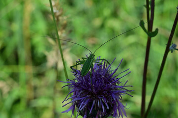 Close-up portrait macro photography of a Great green bush-cricket green meadow