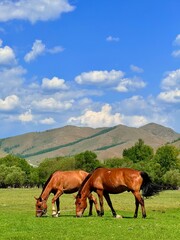 Obraz premium Saddled Mongolian horses and grazing cattle on the steppe near Ulaanbaatar, captured during a horse riding tour
