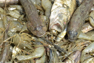 Freshwater Catch from Bakkhali River: Snakehead Fish, Chole Fish, and Shrimp