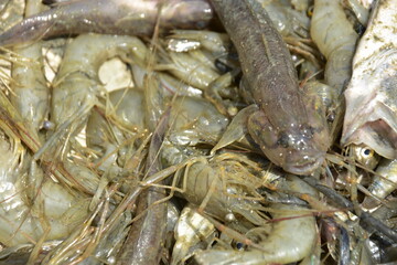 Variety of Small Freshwater Fish and Shrimp from Bangladesh