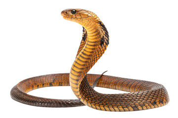 Naklejka premium Cobra snake poised to strike isolated on transparent background